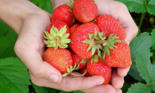 Посадить клубнику