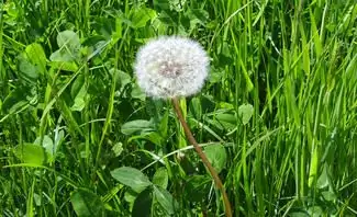 Сорняки в газоне