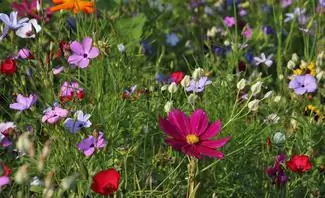 Определить растения