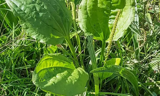 Белый подорожник как растение-указатель для уплотненной почвы