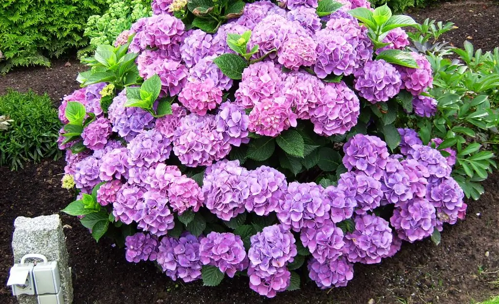 Распространение гортензии