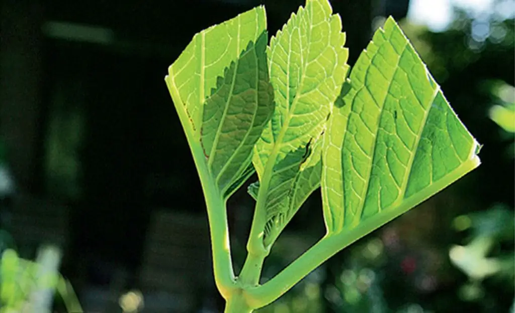 Распространение гортензии