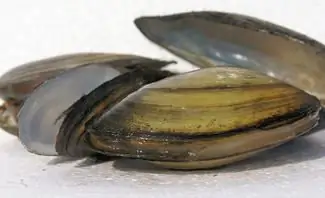 Прудовые мидии