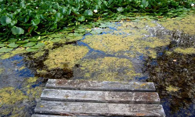 Нить водорослей