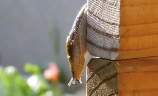 Контроль улиток