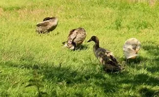 Бегущие утки