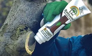 Обрезка деревьев: уход за астрингом