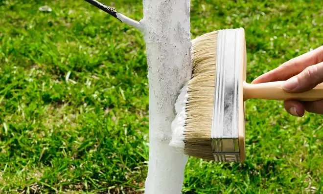 Дерево покрыто лаймом