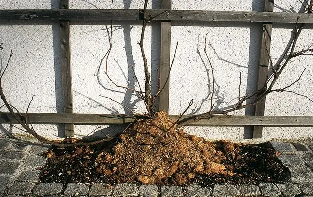 Зимние растения