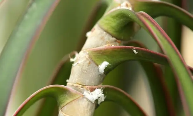 Вытеснить мясных жуков