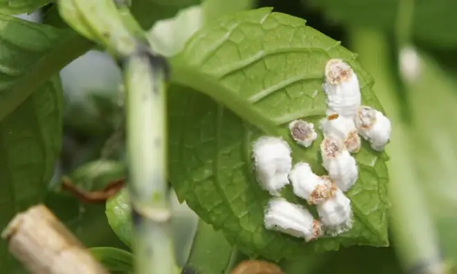 Контрольные мучные клопы