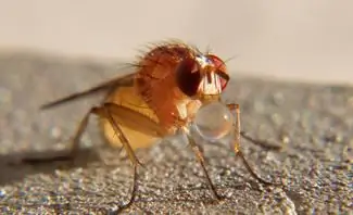 Фруктовая муха