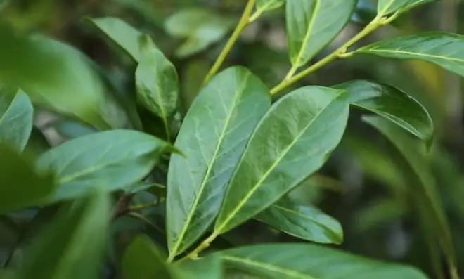 Вишневая лавровая изгородь