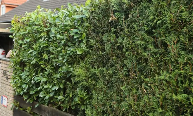 Вишневая лавровая изгородь