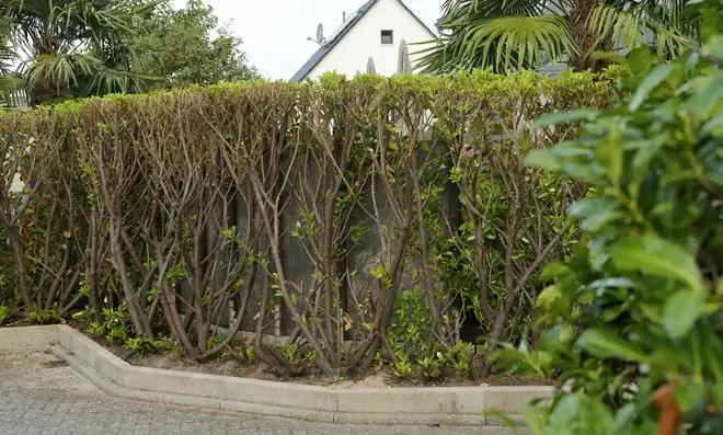 Вишневая лавровая изгородь