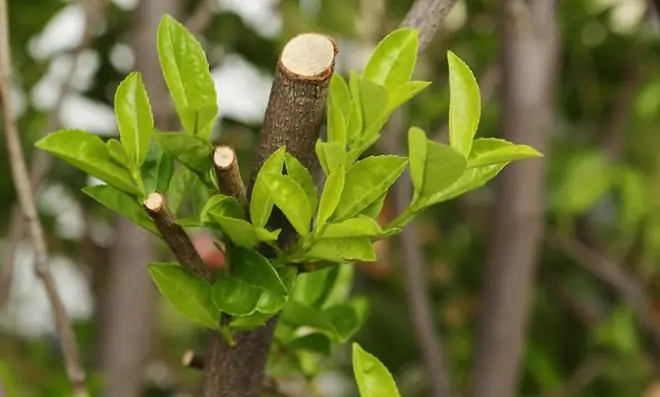 Вишневая лавровая изгородь