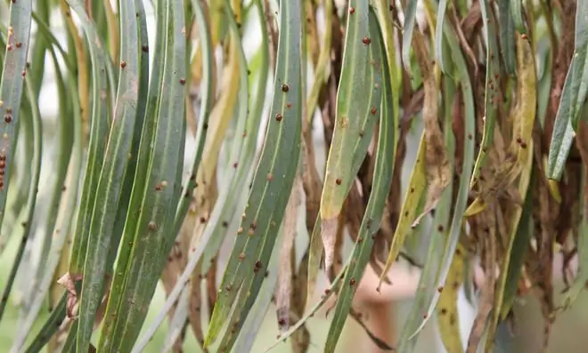 Чешуйчатые насекомые на листьях