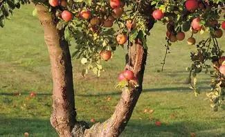 Рубить дерево