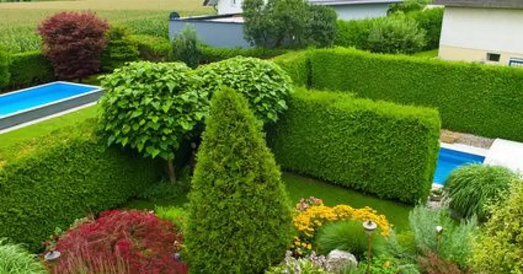 Деревья и кустарники: рациональная обрезка