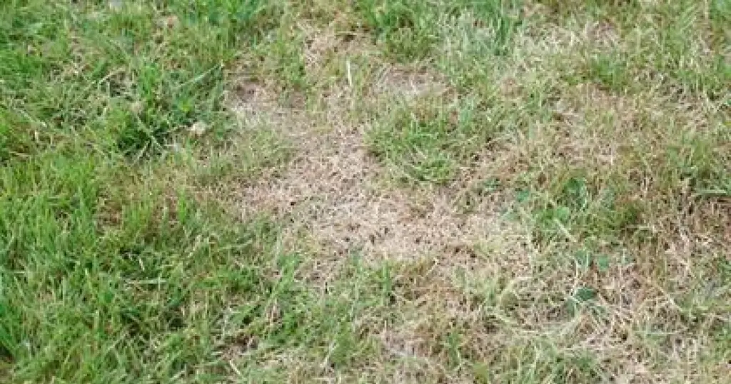 Газон и проблема засухи