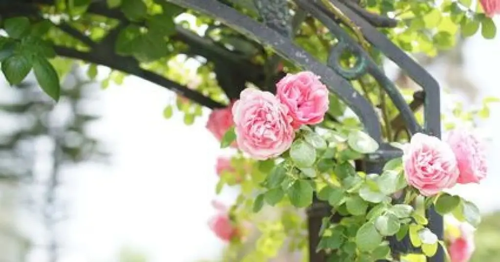 Выкорчевать и переместить кусты роз