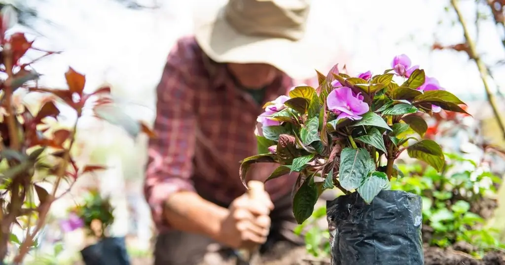 Создайте загородный сад