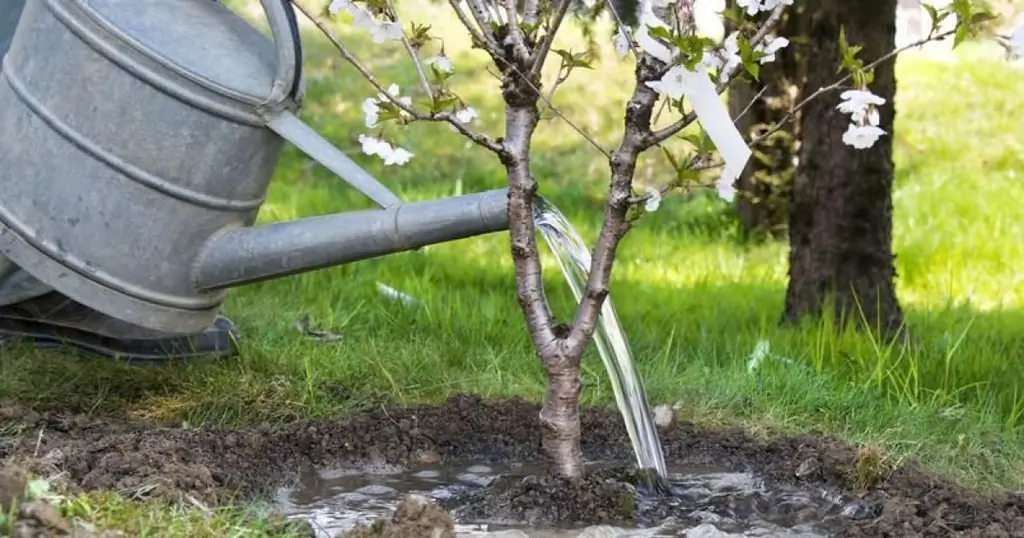 Обработка сада бордоской смесью