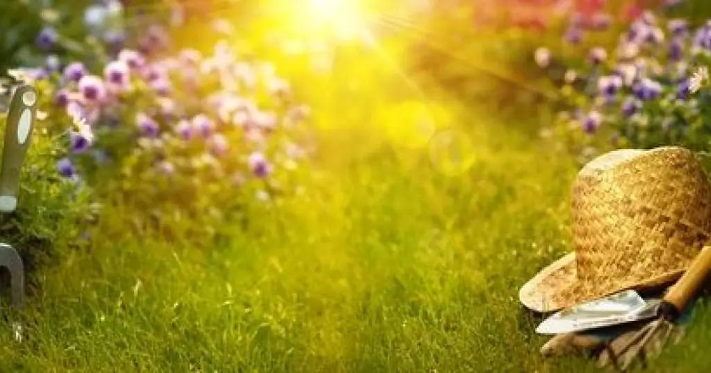 10 лучших почвопокровных растений