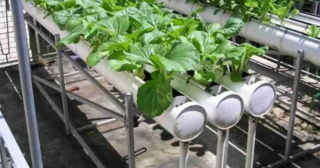 Способ выращивания: гидропоника