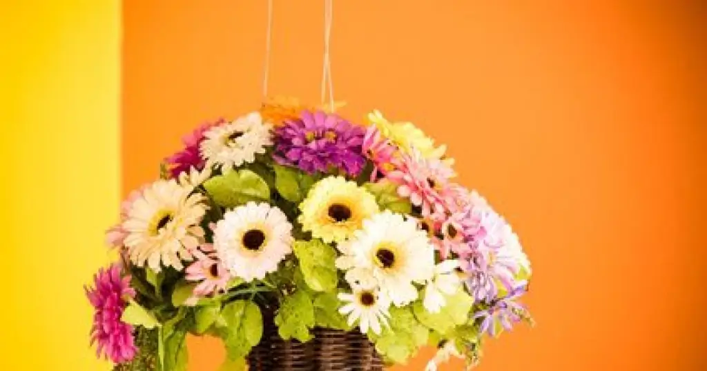 Подвесные растения