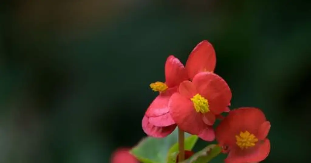 10 ядовитых растений для вашего дома