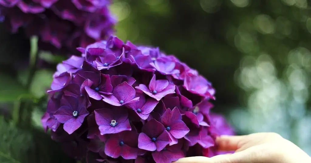 5 советов по выращиванию красивых гортензий