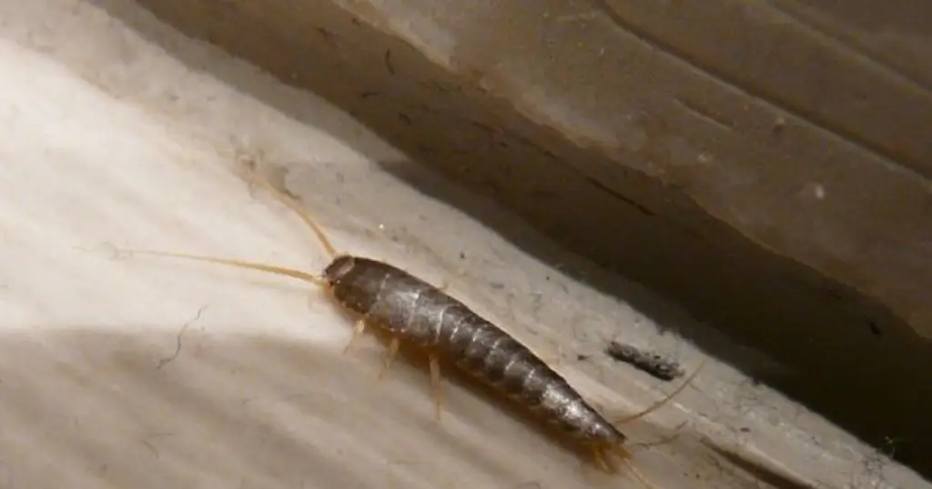 Silverfish (серебрянка): как избавиться от этого неприятного насекомого ?