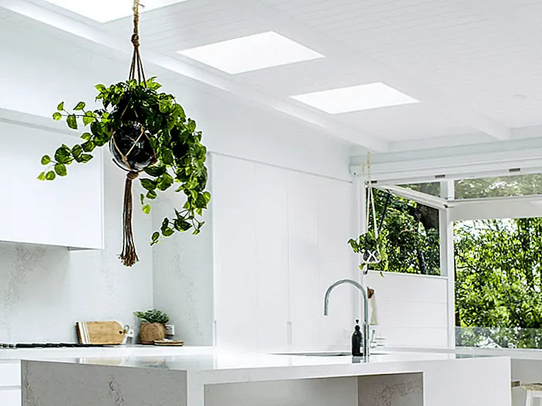 Viney pothos процветает практически в любой среде. Изображение: Carrera By Design Viney pothos процветает практически в любой среде. Изображение: Carrera By Design
