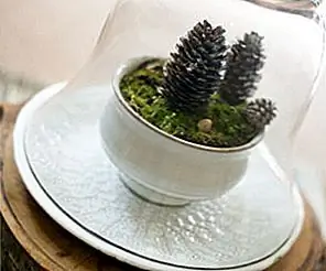 Декоративные зимние террариумы, которые вы можете использовать с помощью повседневных предметов