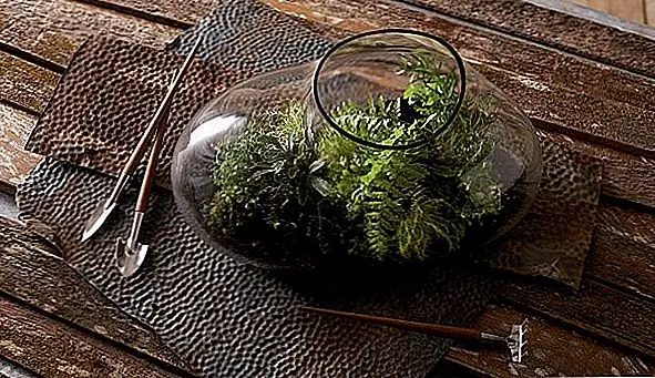 Идея этого цветочного горшка гениальна не только потому, что у него отличный дизайн, но и благодаря тому, что он дает вам. Вы почувствуете, что у вас в доме есть мини-вегетарианское бронирование, защищенное внешней средой. Внутри защищаемой чаши ваши растения станут счастливыми и сильными. Большая часть состоит в том, что вы можете расти внутри своей райской чаши больше видов, таких как папоротник, кактус или все, что, по вашему мнению, подходит ему.