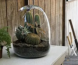 Ручные стеклянные террариумы от Bevara Design