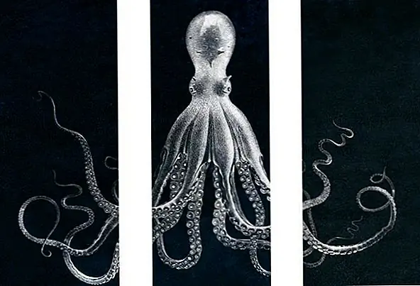 Гигантский Осьминог Красивый Триптих