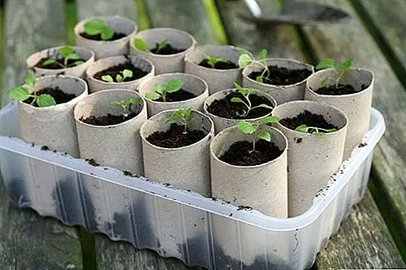 Мы только что представили вам проект, в котором показано, как превратить туалетную бумагу в плантатор для семян. Вот аналогичный проект. Разные на этот раз то, что пробирки остаются нетронутыми и организованы в коробке. В основании и внутри каждой трубки есть почва. Приятно видеть все растения в одном месте и сравнивать их прогресс.