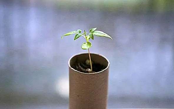 Поскольку весна почти здесь, может быть, вы захотите сделать некоторые горшки для ваших растений. Рулоны туалетной бумаги были бы идеальны для этого. Сначала сделайте серию разрезов вокруг одного края. Затем сложите и выступы, чтобы получить плоское дно. После этого наполните его горшечной почвой и добавьте семена. {Найти на сайте}.