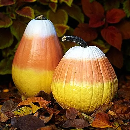 Используйте несколько красок для распыления, чтобы создать кукурузные тыквы! Эти удовольствия в натуральную величину будут выглядеть достаточно хорошо, чтобы поесть и заставить всех маленьких улыбнуться.