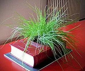 Креативные плантаторы из переработанных старых книг