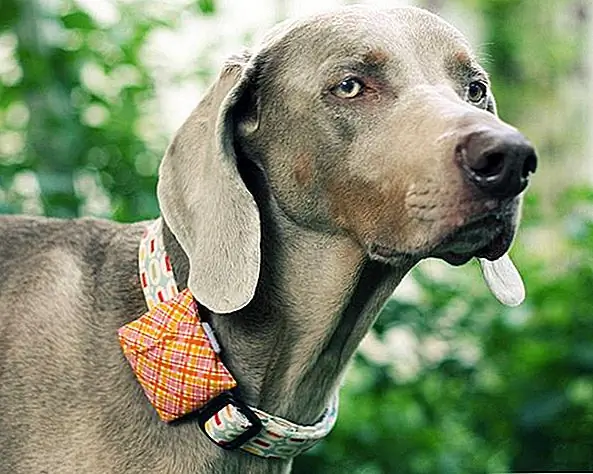 Вот еще одна отличная идея: сделайте мешок для домашних животных для вашей собаки. Вы можете хранить мешочек там, если вы когда-нибудь забудете принести его, пока вы едете с собакой. Для этого вам понадобится ткань, игла и нитка, прямые штифты, ножницы и липучка. Сделайте прямоугольник и сложите каждый из коротких концов. Прикрепите липучку к середине, сложите одну сторону вверх, другую, а затем прошейте по краям мешка. {Найден на сайте}.