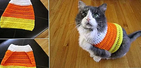 Кошки не очень любят наряжаться, но они выглядят так мило и весело, что вы просто не можете сопротивляться. Итак, как насчет того, чтобы вы сделали хороший костюм для своей кошки? Это может быть просто и удобно, и, возможно, ему это даже понравится. Вам понадобится пряжа и крючок для вязания крючком. Вы можете использовать несколько цветов, и вы можете проектировать всевозможные модели. Это идеальный костюм для Хэллоуина. {Найден на diymaven}.