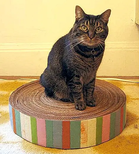 Кошки любят сидеть на вещах и смотреть на всех остальных. Им нравится сидеть где-то выше уровня земли, как на пьедестале. Например, шахте нравится сидеть на моем рюкзаке. Итак, вот хорошая идея: сделайте котенок. Все, что вам нужно, - это картон из коробок, лента, нож, линейка, лома или ткань. Выберите высоту для пэда, а затем разрежьте картон на одинаковые полосы ширины. Начните прокат картона в круглую форму. Закрепите кусочки липкой лентой. Затем оберните бумагу или ткань вокруг наружу. {Найдено на designposge}.