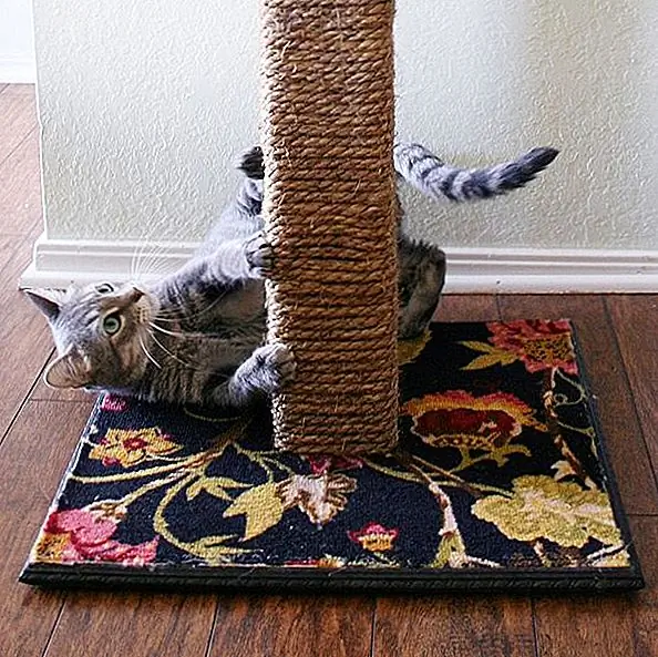 Если у вас есть кошка, вам абсолютно нужна царапина. В противном случае ваша мебель или ваши ковры будут разрушены. Самое приятное то, что вы можете сделать царапину самостоятельно. Вам понадобятся фанера, деревянная стойка, декоративная отделка деревом, пила, деревянный клей, нарезные гвозди, молоток, длинные деревянные шурупы, сверло с электроприводом, дерево и ковер (по желанию). Нарисуйте размещение сообщения и приклейте его к основанию. Поверните дерево и сверлите прорезь через нижний квадрат и вкрутите кусочки вместе. Затем добавьте декоративную отделку. Примените клей и используйте гвозди для ног. Затем возьмите веревку и оберните ее вокруг столба. {Найден на dreamalittlebigger}.