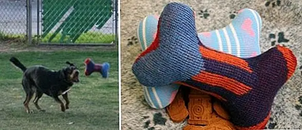 7 проектов DIY для владельцев домашних животных