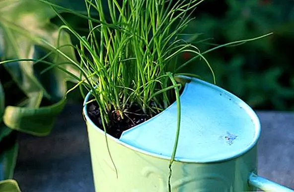 Давайте еще не погрузиться в сумасшествие, поэтому начнем с чего-то простого, как этот прекрасный цветочный горшок, сделанный из старого лейка. Чтобы сделать это, просверлите два небольших отверстия в основании лейки для дренажа, а затем заполните его почвой. Добавьте растения, и это все. {Найдено на thelittlegreenhouse}.