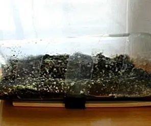 Сделай сам гравированный стеклянный террариум