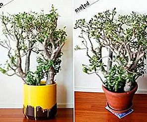 Как Сделать Огромные Краски Капельного Цветочного Горшка для Счастливых Растений